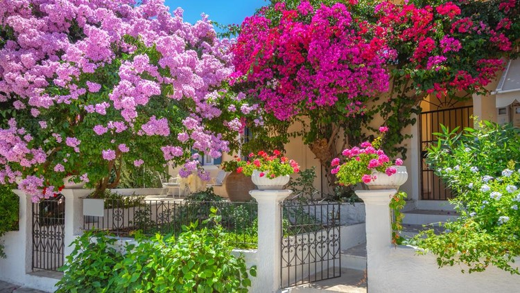 Tanaman hias Bougainvillea Bougainvillea
