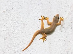 Alasan Cicak Masuk Rumah dan Cara Ampuh Usirnya