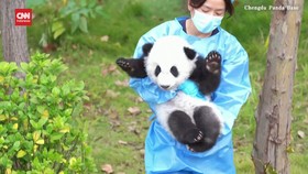 VIDEO: Gemasnya Bayi-bayi Panda Belajar Memanjat Pohon di Sichuan