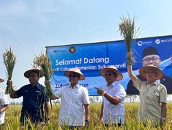 Yakin Produksi Beras Bisa Tembus 37 Juta Ton/Tahun, Zulhas: RI Nggak Impor Lagi