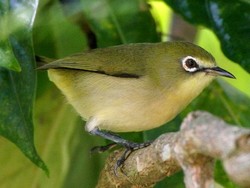 6 Hewan yang Baru Punah, Dari Katak hingga Burung