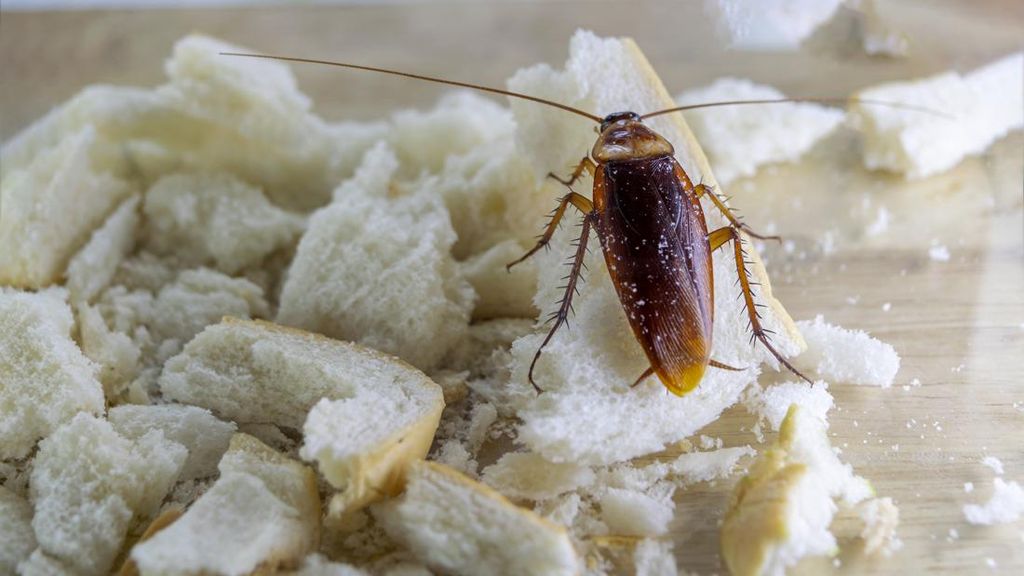 7 Cara Ini Ampuh buat Usir Kecoak dari Rumah, Bahannya Ada di Dapur