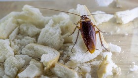 Ini 4 Alasan Kenapa Kecoak Tidak Terbang Meski Punya Sayap