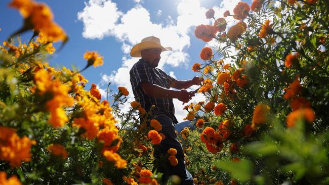 Banyak hal yang bisa dilakukan untuk mengisi waktu luang, misalnya dengan menanam bunga. Berikut cara menanam bunga yang mudah diikuti.