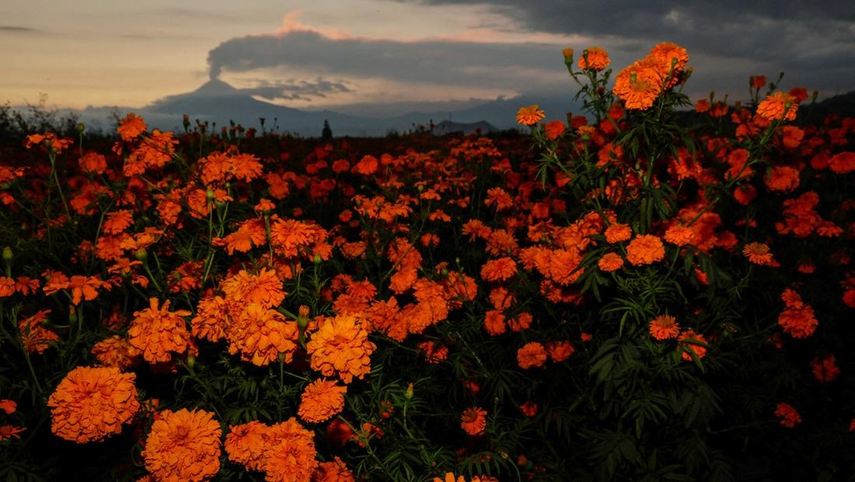 FOTO: Warna-warni Api Marigold, Bunga 'Magis' dari Meksiko