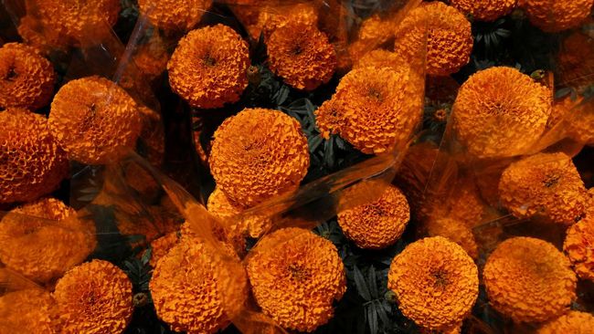 Bagi pemula yang ingin memulai berkebun tanpa stres, memilih bunga yang gampang ditanam adalah langkah terbaik. Apa saja pilihannya?