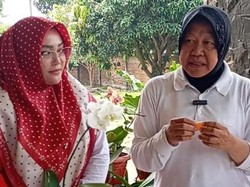 Kepincut Manisnya Jeruk Malang, Risma Janji Bawa Buah Lokal Mendunia