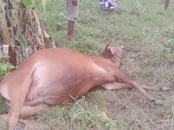 50 Sapi di Boalemo Gorontalo Mati Mendadak, Diduga Keracunan