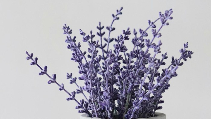 Khasiatnya Bukan Main! 4 Jenis Bunga Ini Bisa Mengatasi Rasa Cemas Berlebih