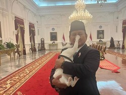Gemasnya Bobby Kertanegara Gigit Wajah Prabowo