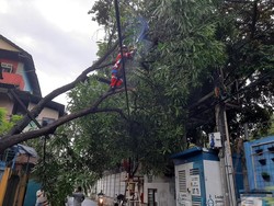 Pohon Tumbang Timpa Kabel Listrik di Jaksel, Damkar Evakuasi