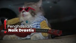 img-title Cerita Pemilik Ajak Leo si Kucing Mager Jadi 'Penglaris' saat Ngamen