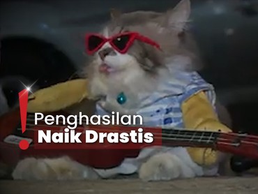 Cerita Pemilik Ajak Leo si Kucing Mager Jadi 'Penglaris' saat Ngamen