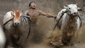FOTO: Pacu Jawi Jadi 'Pelecut' Pariwisata Tanah Datar Sumbar