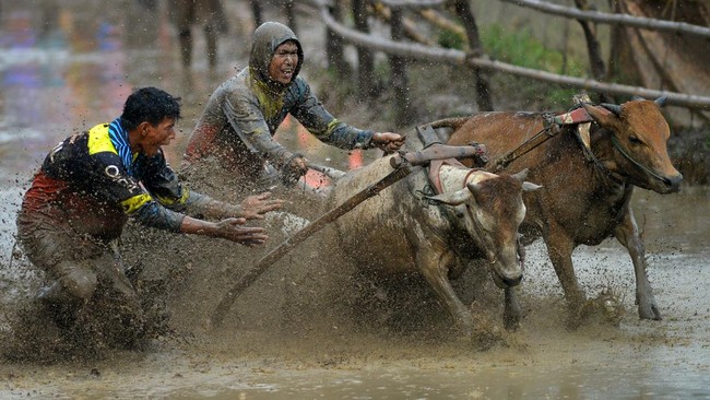FOTO: Pacu Jawi Jadi 'Pelecut' Pariwisata Tanah Datar Sumbar