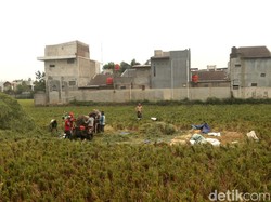 Melihat Panen Padi di Rancasari Bandung