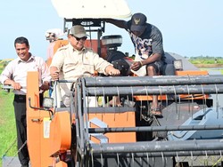 Naik Mesin Combine Harvester, Prabowo Tinjau Panen Padi di Merauke