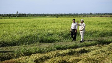 Mentan Cek Sawah yang Dilihat Prabowo di Merauke: Padi Tumbuh Baik