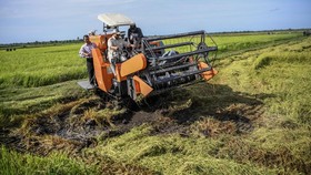 Alasan Prabowo Ngotot Garap Food Estate Meski Panen Kritik