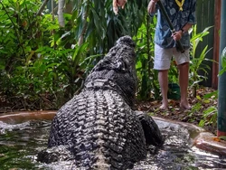 Cassius Si Buaya Terbesar di Dunia Mati, Usianya Lebih dari 100 Tahun