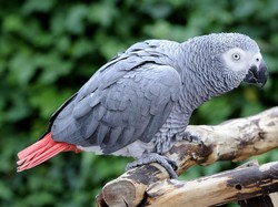 5 Burung Paling Cerdas di Dunia, Gagak hingga Beo