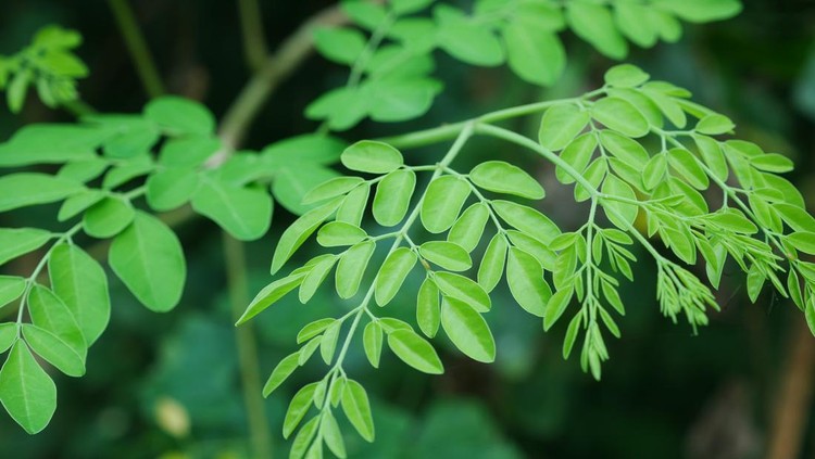 Ilustrasi tanaman daun kelor