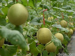 7 Jenis Melon Terpopuler di Tanah Air, Pernah Coba yang Mana?