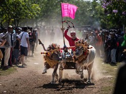 Mengenal Makepung, Tradisi Balap Kerbau Khas Jembrana
