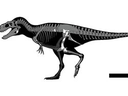 Spesies T-Rex Baru Ditemukan di Sebuah Laci Museum Meksiko, Begini Kisahnya