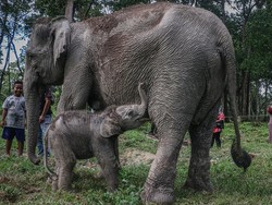 Selamat! Gajah Hasil Konflik di TWA Buluh Cina Lahirkan Anak Betina