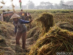 Sanksi Berat Menanti Penggilingan Beli Gabah di Bawah Rp 6.500/Kg