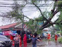 Pohon Tumbang di Cipete Jaksel, Lalu Lintas Tersendat
