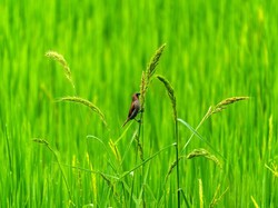 7 Cara Mengusir Hama Burung di Sawah agar Padi Aman, Bisa Pakai Apa?