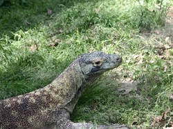 Ngeri! Bayi Ini Dimangsa Biawak di Dekat Pusat Wisata Thailand