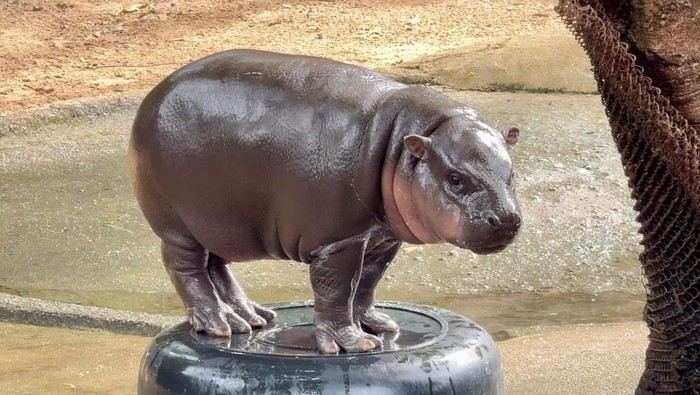 Moo Deng Si Kuda Nil Viral Ini 