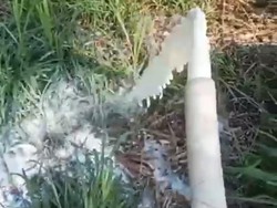 Ini Alasan Peternak Sapi di Pasuruan Buang Susu Hasil Panen