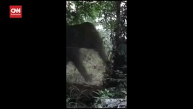 VIDEO: Kelaparan, 50 Gajah Liar Masuk ke Perkebunan Warga