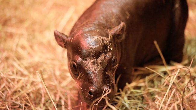 Perkenalkan Haggis, Bayi Kuda Nil di Skotlandia Siap 'Saingi' Moo Deng