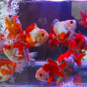 7 Manfaat Pelihara Ikan Hias bagi Kesehatan