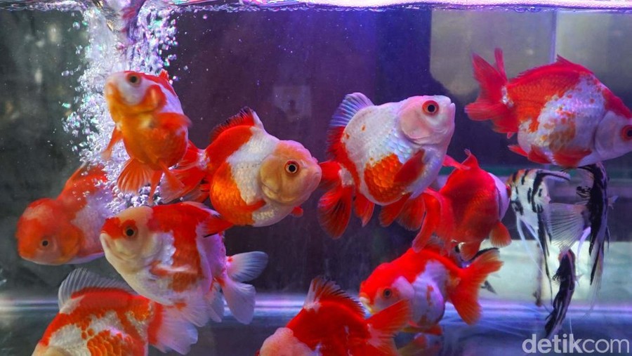 Pasar Ikan Hias Parung di Bogor&comma; Jawa Barat&comma; jadi tempat favorit penggemar ikan hias&period; Pasar ini menawarkan beragam ikan dan hewan air dengan suasana khas pasar tradisional&period;