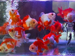 7 Manfaat Pelihara Ikan Hias bagi Kesehatan