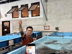 Sudah Ekspor ke China, Petani Ini Ungkap 5 Tantangan Budi Daya Lobster