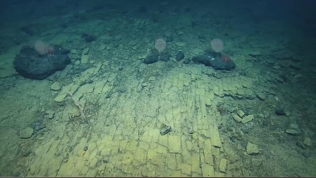 Sebuah ekspedisi di sebelah utara Kepulauan Hawaii pada 2022 berhasil menemukan susunan batu bata seperti jalan di dasar laut.