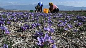 FOTO: Panas 'Membara' Ancam Budidaya Bunga Saffron Yunani