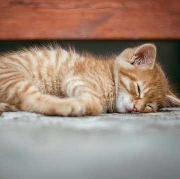 Ini 3 Negara yang Punya Tradisi Makan Daging Kucing