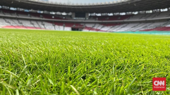 Pengelola Gelora Bung Karno, PPKGBK, terus melakukan penyempurnaan rumput GBK pada Jumat (15/11) pagi jelang pertandingan Timnas Indonesia vs Jepang.