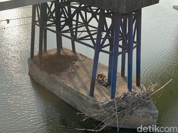 Penyelamatan Dramatis Buruh Pabrik Terjun ke Sungai Brantas Mojokerto