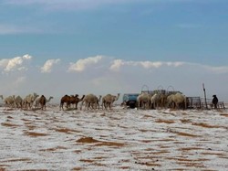 Langka! Salju Turun di Gurun Al-Jawf Arab Saudi