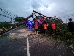 Hujan Angin Terjang 4 Kecamatan di Lamongan, Pohon Tumbang-Rumah Rusak
