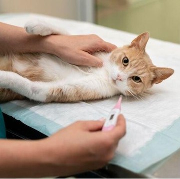 3 Kebiasaan yang Bisa Membuat Kucing Muntah, Jangan Sampai Terabaikan!